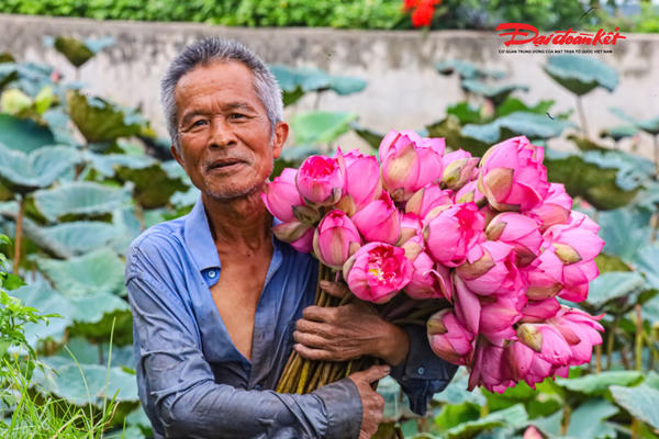 Sen Hà Nội vào mùa, nghề ướp trà truyền thống vào vụ