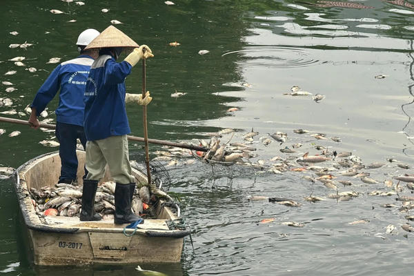 Hồ điều hòa công viên Nghĩa Đô xuất hiện cá chết hàng loạt