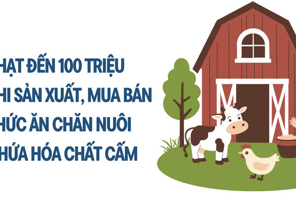 Infographic: Phạt đến 100 triệu khi sản xuất, mua bán thức ăn chăn nuôi chứa hóa chất cấm