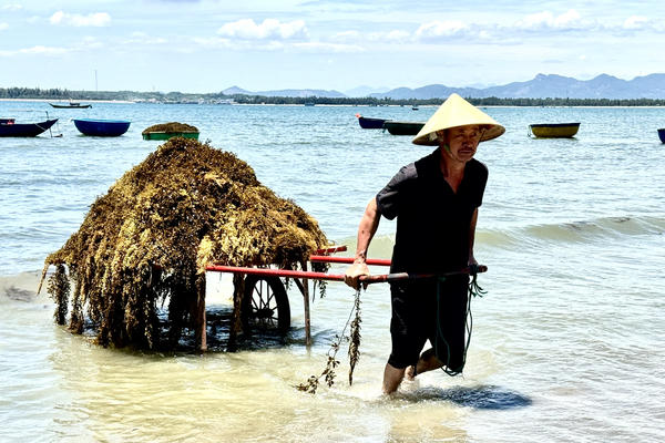 Đà Nẵng: Ngư dân lặn biển hái rong mơ, kiếm tiền triệu mỗi ngày 