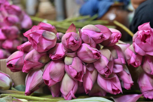 Bảo tồn sen Tây Hồ như một cộng đồng di sản sống