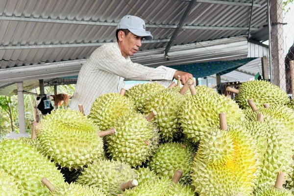 Xuất khẩu rau quả tiếp tục bứt phá