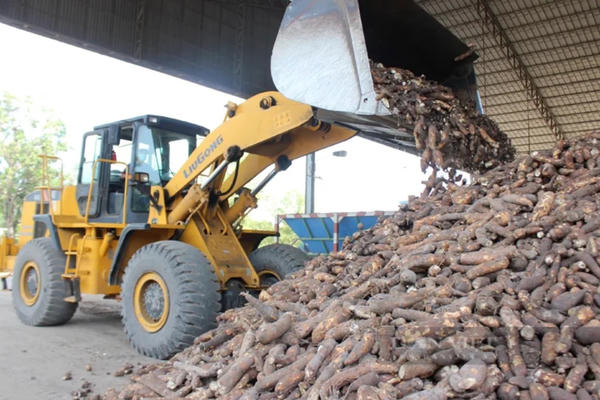 Phát triển vùng nguyên liệu cho xăng E10