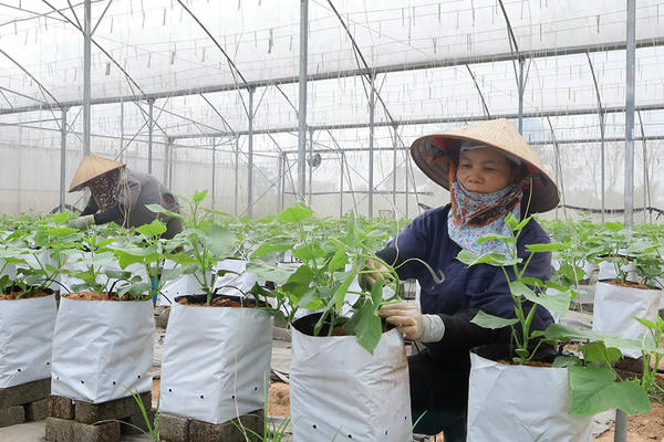 Nhà nước hỗ trợ đến 100% kinh phí hoạt động khuyến nông