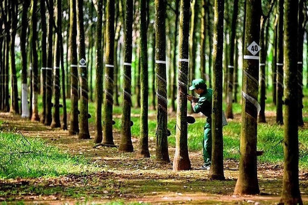 Ngành cao su chủ động đáp ứng UEDR 