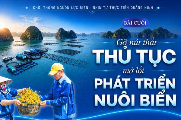 Bài cuối: Gỡ nút thắt thủ tục - mở lối phát triển nuôi biển