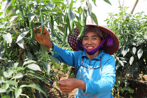 Tuyên Quang: Liên kết sản xuất, ớt chỉ địa giúp nông dân tăng thu nhập