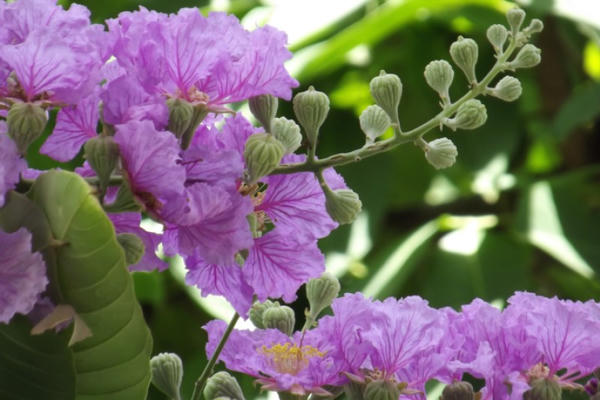 Tháng bảy chín mọng để vừa lòng nhau