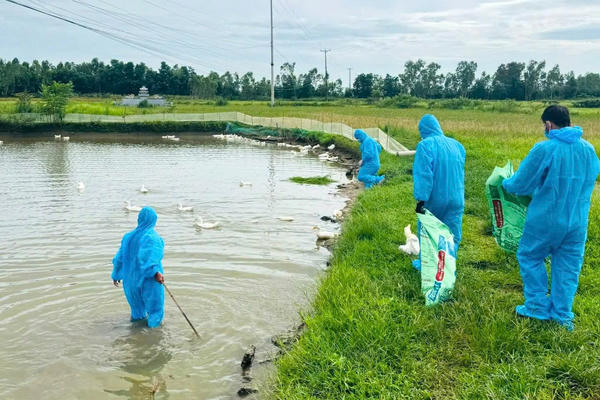 Nghệ An: Khẩn trương khoanh vùng, dập dịch cúm gia cầm