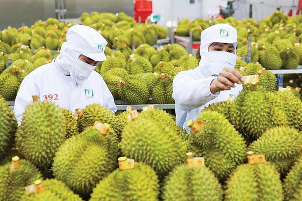 Ấn Độ chính thức mở cửa thị trường đối với sầu riêng tươi của Việt Nam