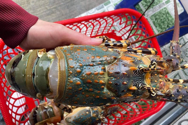 Tôm hùm hướng đến ngành hàng xuất khẩu chiến lược