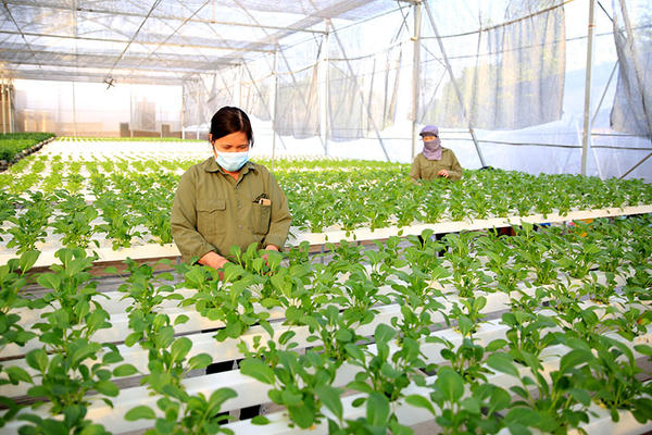 Hà Nội: Đẩy mạnh chuyển đổi xanh đưa nông nghiệp phát triển bền vững