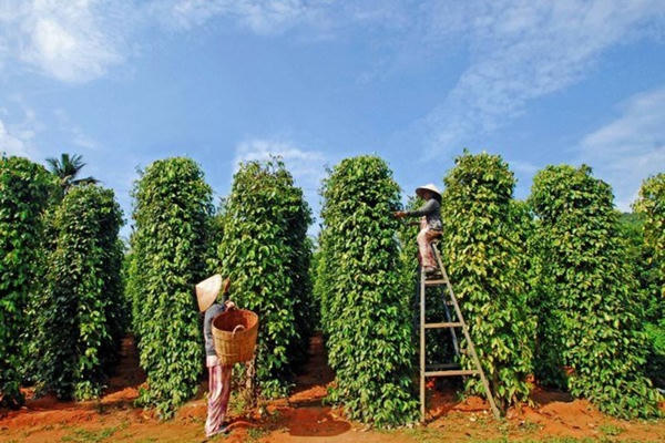 Hồ tiêu giữ đà tăng trưởng