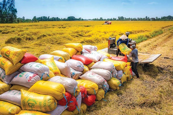 Nâng chất giá trị gạo Việt