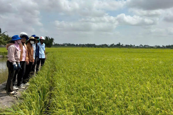 Tăng lợi nhuận nhờ canh tác lúa "thuận thiên"