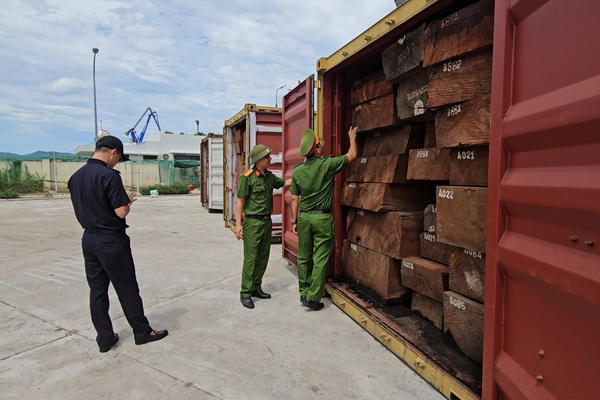Gia Lai: Phát hiện hơn 1,1 tấn ngà voi giấu tinh vi trong 3 container gỗ