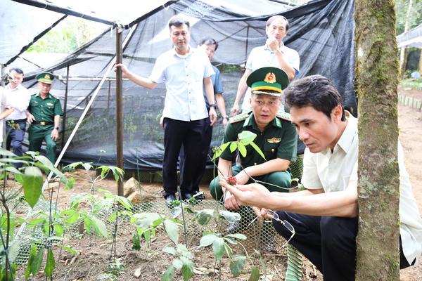 Bộ đội Biên phòng Lai Châu triển khai mô hình điểm phát triển Sâm tại các xã biên giới
