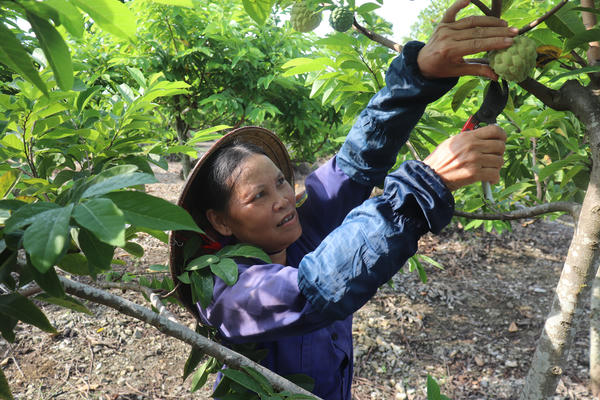 Ninh Bình: Cây na 'đánh thức' vùng đất đá khô cằn