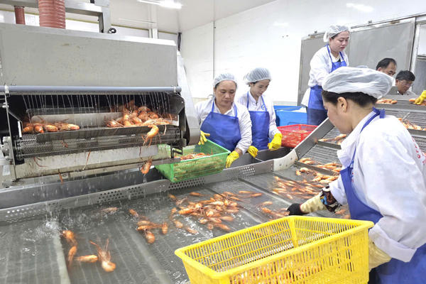 Cà Mau: Đưa tôm càng xanh xuất ngoại 