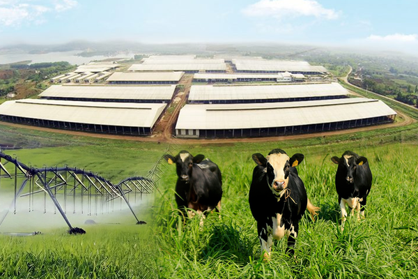 Những điểm nhấn làm nên chất lượng hàng đầu của sữa tươi sạch TH true MILK Những điểm nhấn làm nên chất lượng hàng đầu của sữa tươi sạch TH true MILK