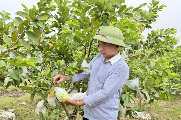 Mô hình trồng ổi lê giúp nông dân Hải Phòng thu 150-170 triệu đồng/mẫu 