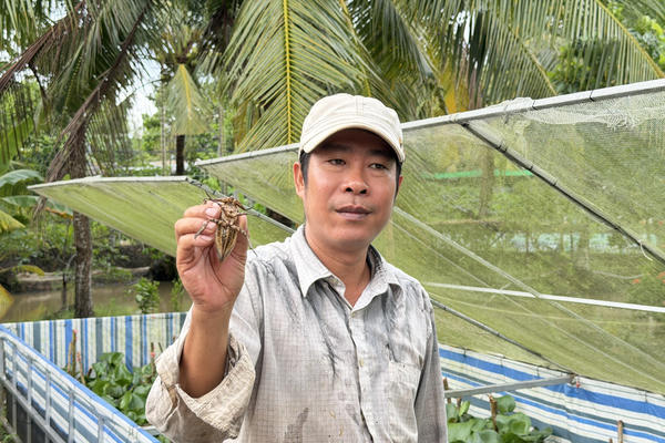 Khởi nghiệp nuôi côn trùng mang tinh dầu quý, người nuôi thu hàng trăm triệu mỗi năm