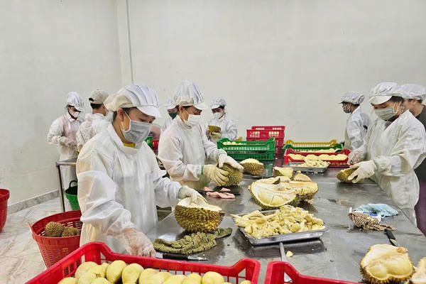 Nâng chất, nâng giá trị trái sầu riêng