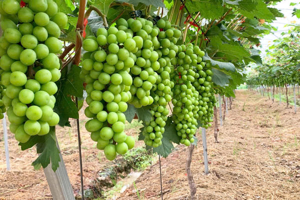 Hướng tới chuỗi giá trị nông sản hiện đại, bền vững