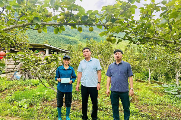 Gieo những mùa ngọt trên miền đá xám