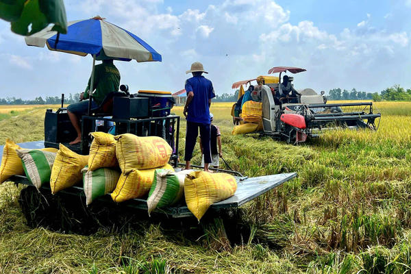 Giá lúa tươi “chạm đáy”, nông dân miền Tây đối mặt với nguy cơ thua lỗ Giá lúa tươi “chạm đáy”, nông dân miền Tây đối mặt với nguy cơ thua lỗ