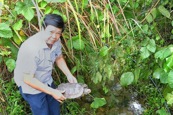 Đà Nẵng: Kịp thời cứu hộ, thả động vật hoang dã thuộc nhóm nguy cấp về rừng