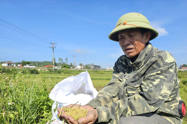 Nghệ An: Lúa hè thu lép hạt trên diện rộng, năng suất giảm