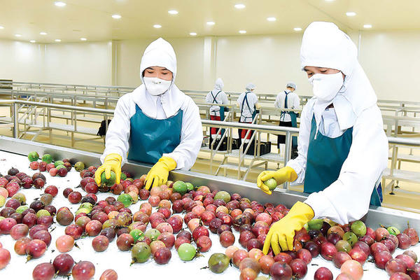 Xuất khẩu nông, lâm, thủy sản: Tăng tốc, tạo đà về đích cuối năm