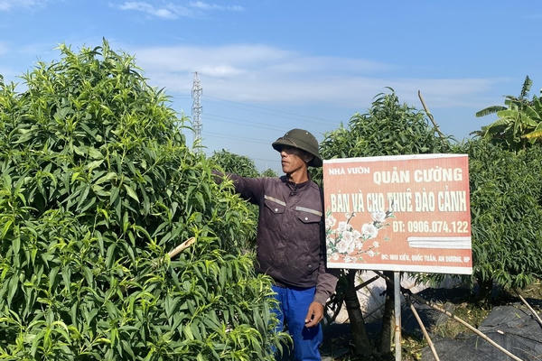 Hải Phòng: Vốn vay tiếp sức người trồng đào ở An Dương Hải Phòng: Vốn vay tiếp sức người trồng đào ở An Dương