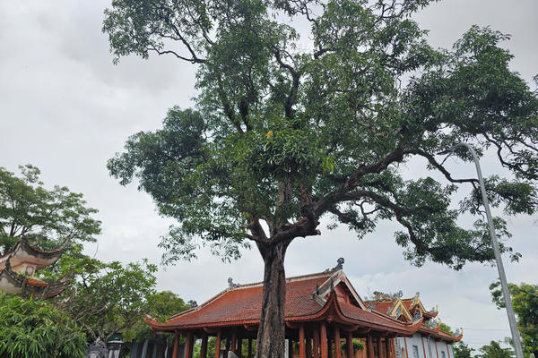 Cận cảnh cây muỗm hơn 360 tuổi ở Hà Tĩnh được công nhận Cây Di sản