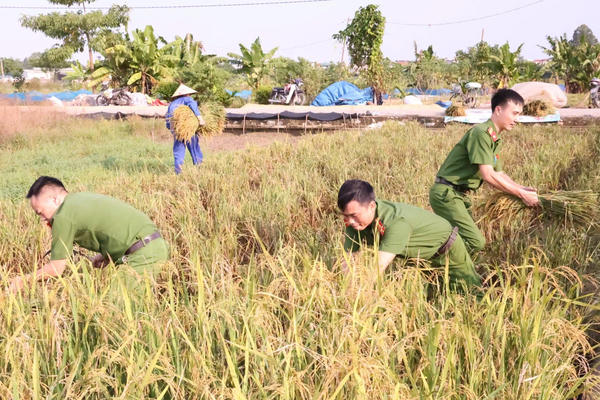 Công an xã Tam Hưng xuống đồng giúp dân thu hoạch lúa