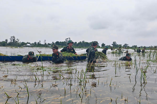 An Giang: Bộ đội dầm mình trong nước, giúp dân cứu lúa