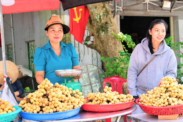  [Ảnh] Được mùa bòn bon