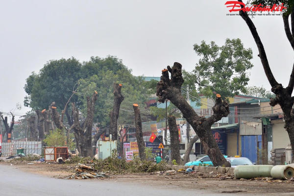 Hà Nội siết quản lý cây xanh, hạn chế tối đa chặt hạ, dịch chuyển