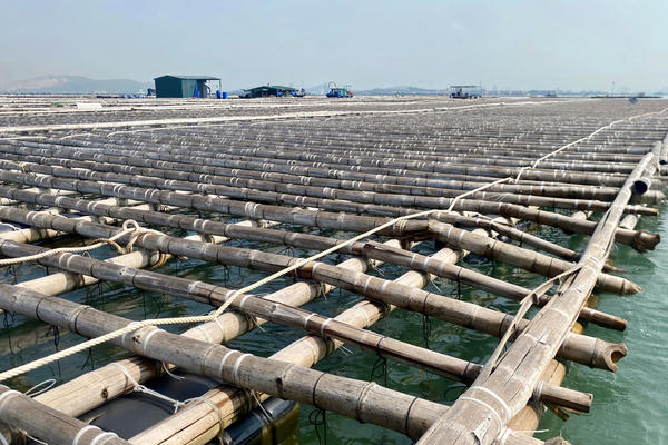 Quảng Ninh: 46 hợp tác xã thủy sản rơi vào thế khó vì nguy cơ bị thu hồi sơ đồ mặt biển