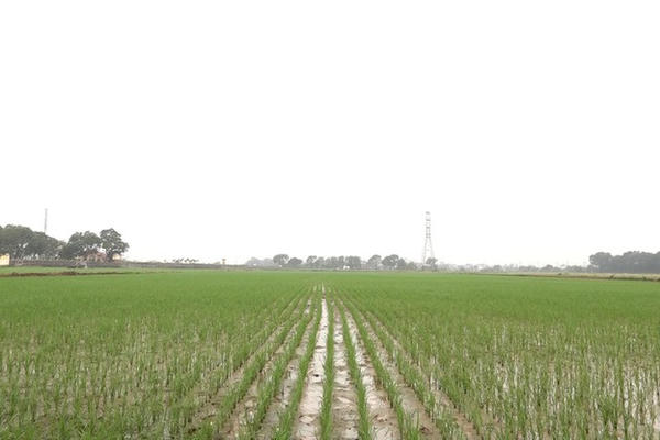 Nạn phân bón giả vẫn hoành hành