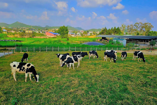 Gỡ điểm nghẽn cho ngành sữa 
