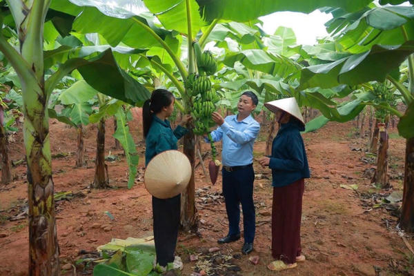 Nâng tầm “sinh kế xanh” cho đồng bào Long Cốc
