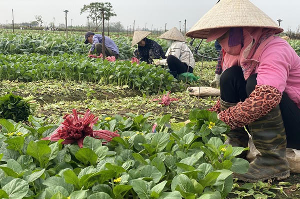Nông nghiệp hữu cơ, VietGAP: Nâng giá trị nông sản, gia tăng thu nhập cho nông dân