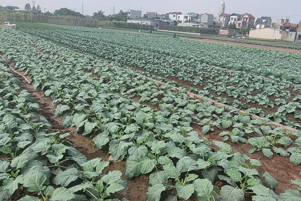Nâng tầm giá trị nông sản từ khoa học công nghệ