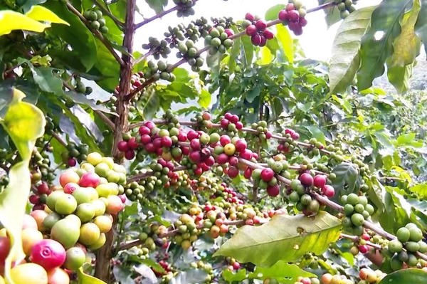 Đưa cà phê đặc sản tiếp cận thị trường quốc tế