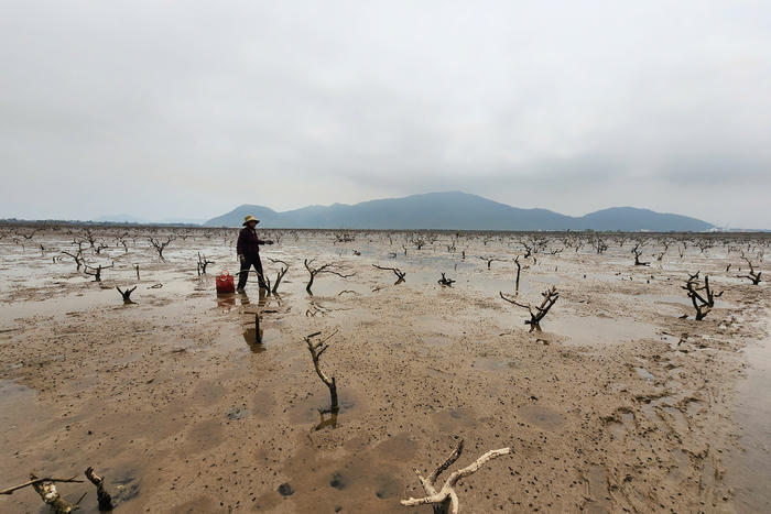 Hà Tĩnh: Rừng ngập mặn chết hàng loạt, nguy cơ mất an toàn đê biển