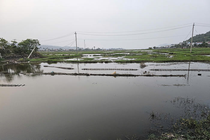 Hàng trăm hecta lúa bị bỏ hoang vì mặn xâm thực 