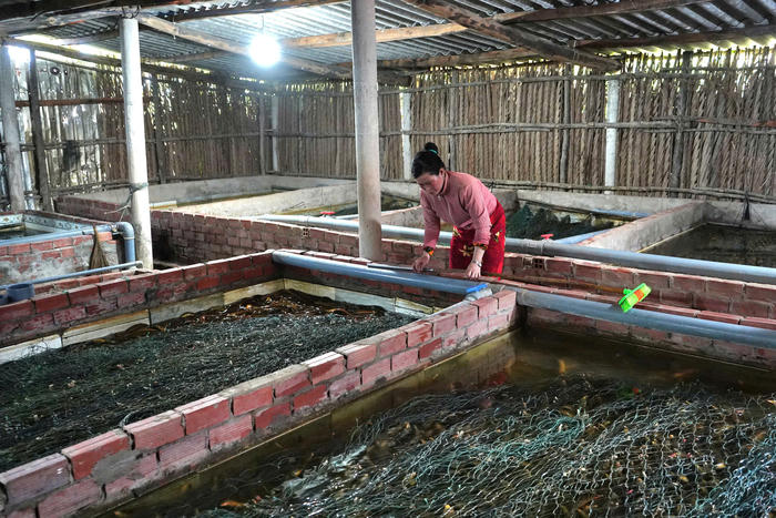 Nông dân 'lao đao' khi giá lươn thương phẩm giảm mạnh