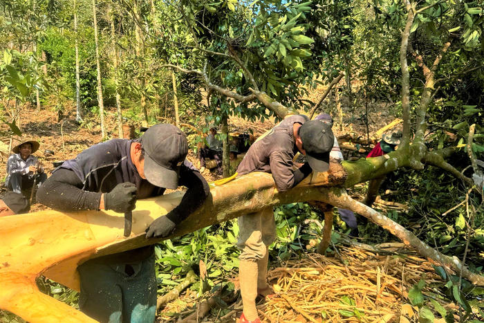 Quảng Ngãi: Rộn ràng mùa bóc vỏ quế 